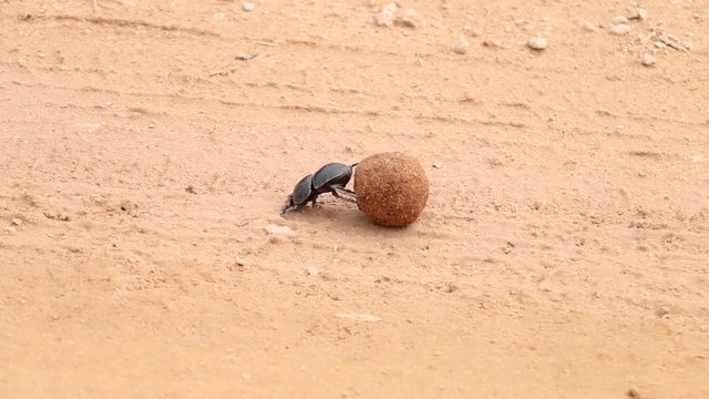 Dung beetle rolls dung ball, South Africa.