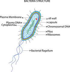 bacteria structure