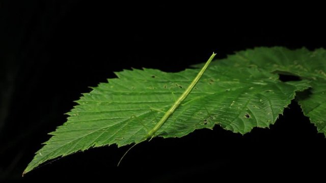 Stick Insect Eating  - Phasmatodea (1 of 5)
