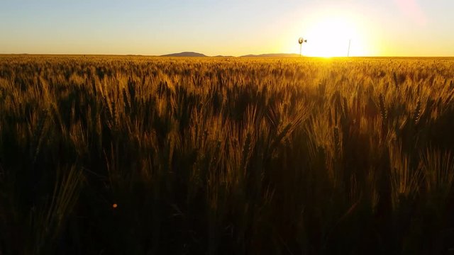 Nature Scenic Sunset Landscape Wheat field