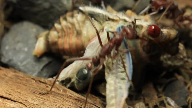 Cicada Attacked by Bull Ants 31