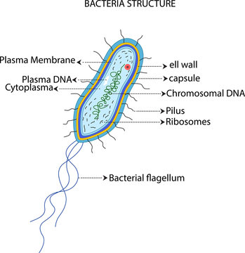 bacteria structure