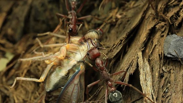 Cicada Attacked by Bull Ants 9