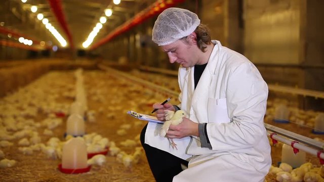 Farmer working on chicken farm, eggs and poultry production