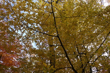 Autumn forest. Transcarpathia