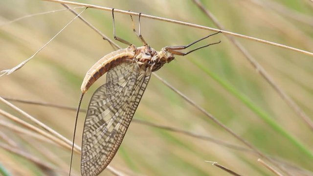 Mayfly Insect Footage