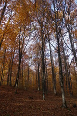 Fototapeta premium Autumn forest. Transcarpathia