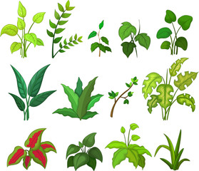set of tropical plant