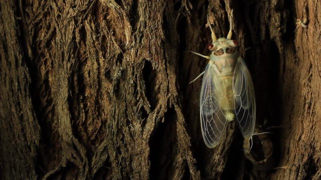 Cicada Hatching 16