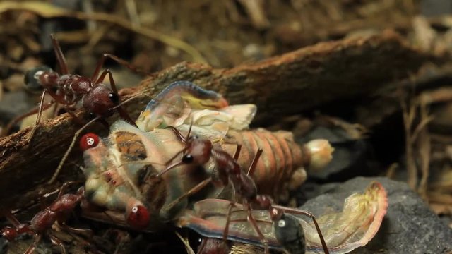 Cicada Attacked by Bull Ants 24