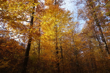 Autumn forest. Transcarpathia