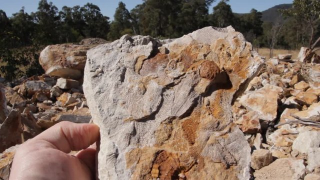 Fossil Excavation and Extraction