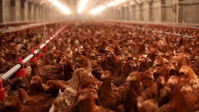 Chicken Farm, eggs and poultry production