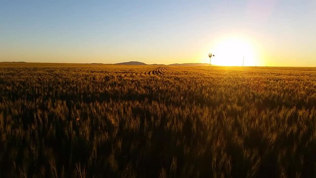 Nature Scenic Landscape Wheat field farming sunset 