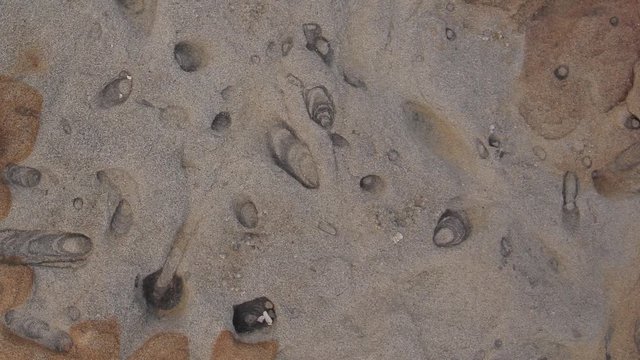 Geology - Sedimentary Structures ichnofacies