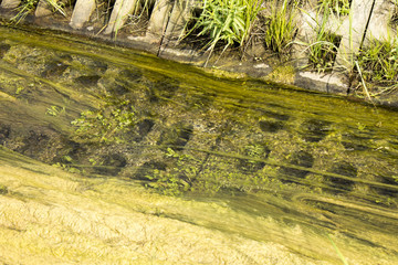 Sewer Pollution