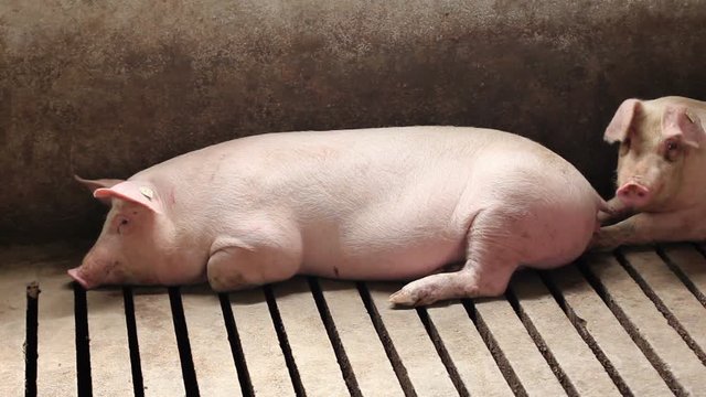 Intensively farmed pigs in batch pens.