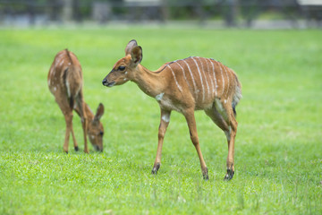 Antelope walking on green grass