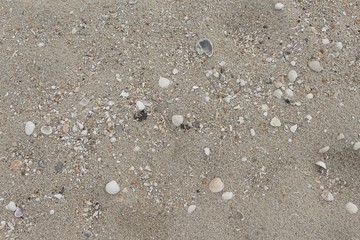 Fototapeta na wymiar Shells in the sand on the beach 