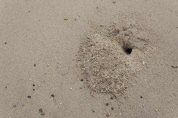 Sand on the beach With hole of crab. Crab design/Specific design