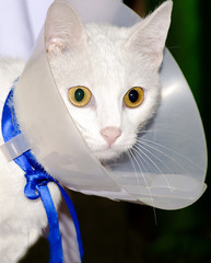 Gato asustado con cono