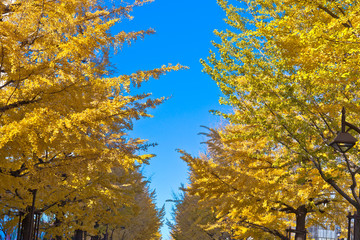 黄葉のイチョウ