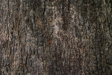 Wood bark texture background