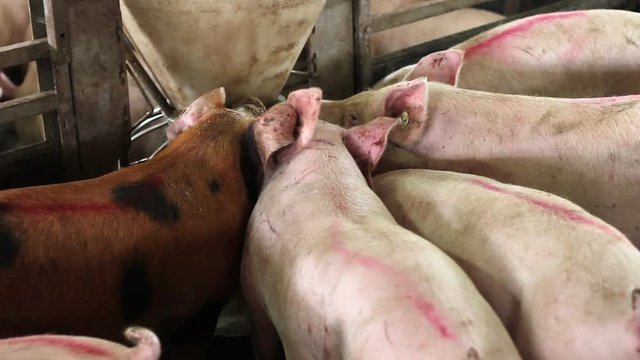 Intensively farmed pigs in batch pens.