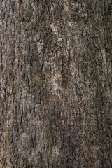 Wood bark texture background