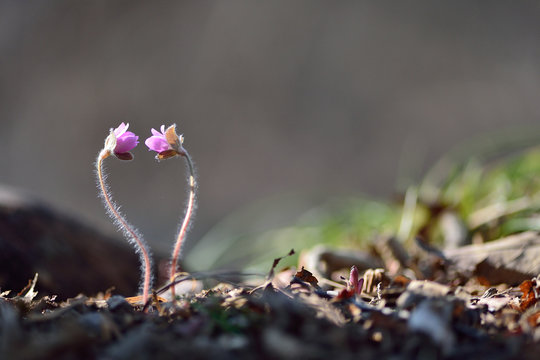 
heart symbol - liverleaf