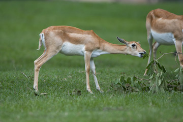 Naklejka na ściany i meble Antelope walking on green grass