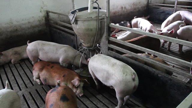 Pigs Farm. Intensively farmed pigs in batch pens.