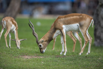Antelope walking on green grass