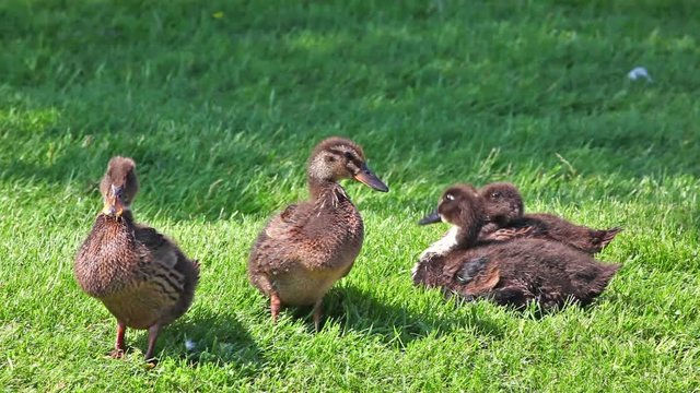 Five ducks lying and standing on green grass landscape in nature.