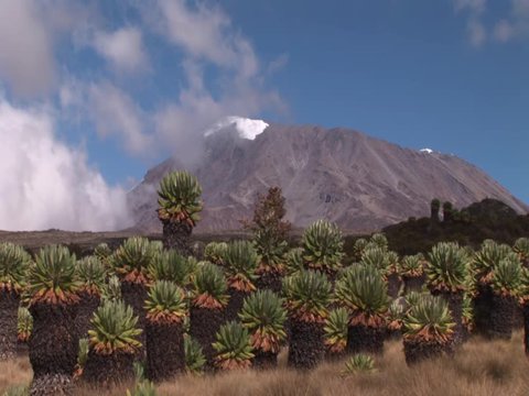 View on Kilimanjaro and african Giant Groundsel,Africa