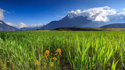 Mountain and barley field under sunshine