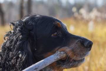 Spotted russian spaniel with stick in teeth standing in yellow a