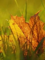 autumn leaf close-up