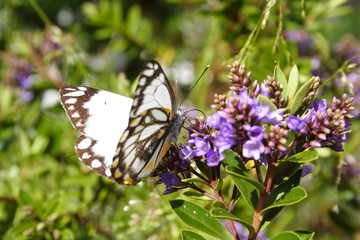 Caper White Butterfly