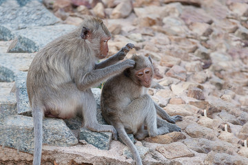 Monkey mom finding the louses ffrom monkey kid's head