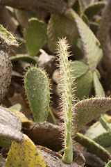 Prickly Pear Cactus