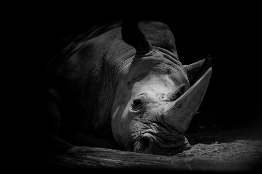 Sad Rhino