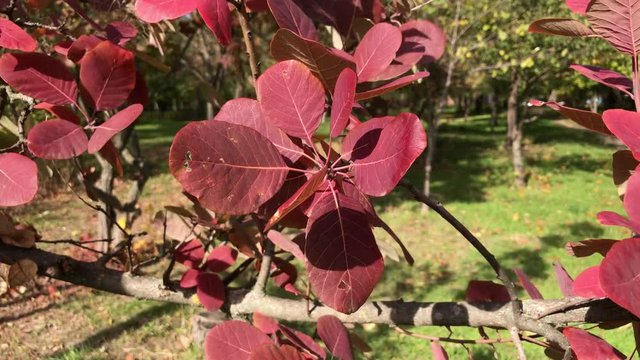 Red foliage of Cotinus coggygria sways in the wind