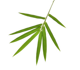 bamboo leaves isolated on white background