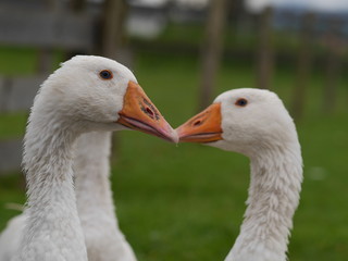 white goose outdoors