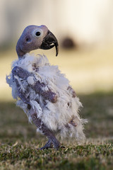 Bird with Beak and Feather Diseas