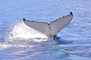 Fototapeta premium Humpback whale, tail