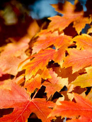 Fototapeta na wymiar Heaps of sugar maple red and yellow leaves
