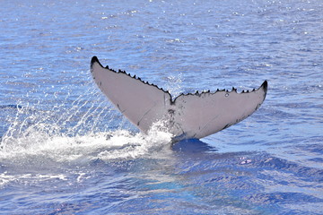 Humpback whale, tail