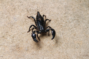 Black Scorpion